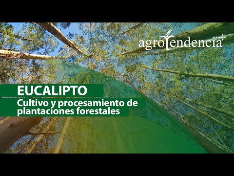 Video: ¿En qué época del año crece el eucalipto?