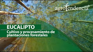 Plantación de EUCALIPTO | Siembra y cuidados para su producción industrial