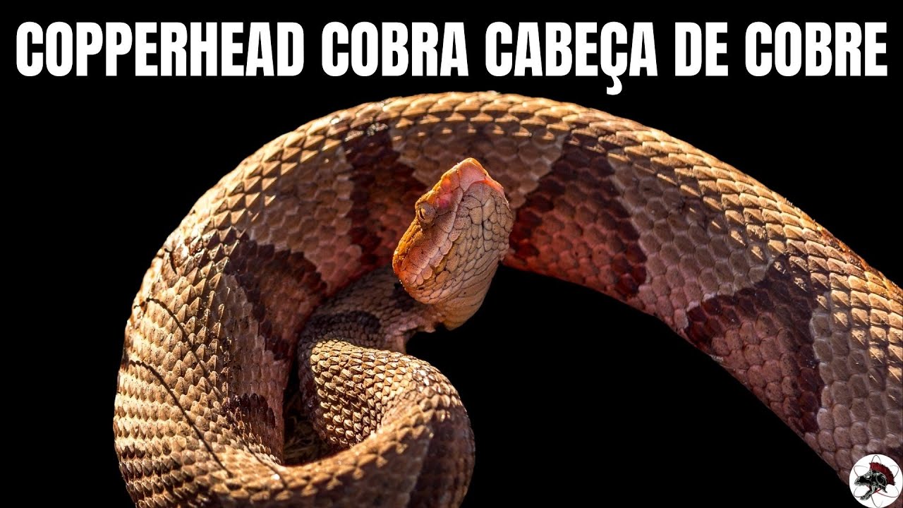 Copperhead  Cobra Cabeça de Cobre | Biólogo Henrique