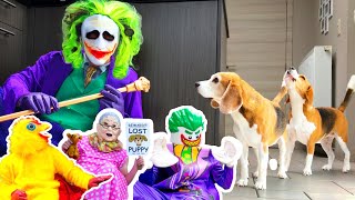 Funny Beagles Get Pranked By Scary Costumes Compilation #1