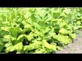 ТАБАК | Уборка урожая табака (первая ломка листа). Обзор плантации 19 Июля 2015г