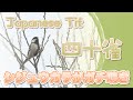 【鳴き声】野鳥 Japanese Tit 四十雀 シジュウカラがガチ鳴き【Song】