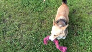 СОБАКА ПРИСТАЕТ К КОТУ🐶😸ДАВАЙ ИГРАТЬ ВМЕСТЕ СОБАКА ПРИСТАЕТ К КОТУ🐶😸ДАВАЙ ИГРАТЬ ВМЕСТЕ