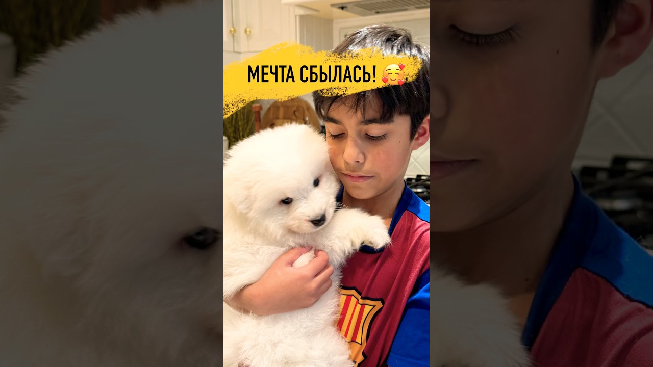 Сбылась мечта: подарили щенка Самоеда мальчику! 🤍