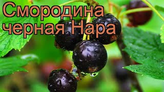 Смородина черная Нара (ribes nigrum nara) 🌿 смородина Нара обзор: как сажать саженцы смородины Нара