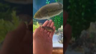 My PET BASS ate a BLUEGILL (gus_the_bass) Net Worth