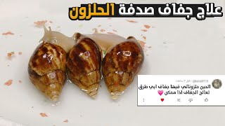 علاج جفاف صدفه الحلزون الافريقي - African land snails