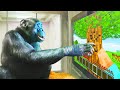 I taught an ape how to play minecraft