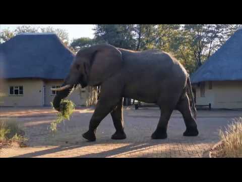 Elephant walking through Letaba Rest Camp in Kruger National Park