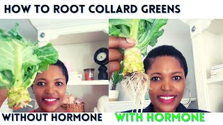 How to root Collard Greens | How to plant collard greens | With rooting hormone Vs. WITHOUT hormone