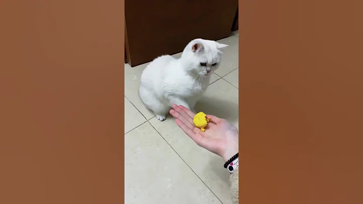 Video 11422151: cat kitten pets funny, cat best funny animal