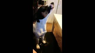 Jack Russell Terrier howling
