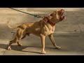 10 Pitbulls video 2 punjab de pitbulls famous star