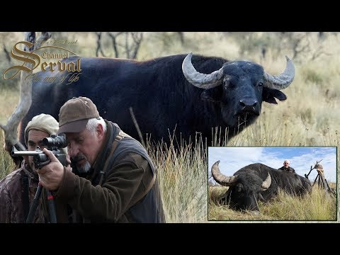 Water buffalo - Hunting in Argentina, La Pampa 2018.- Búfalo de agua- Caza en Argentina