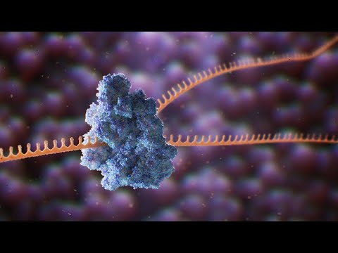 How Antiviral Drugs Work: The Virus Lifecycle