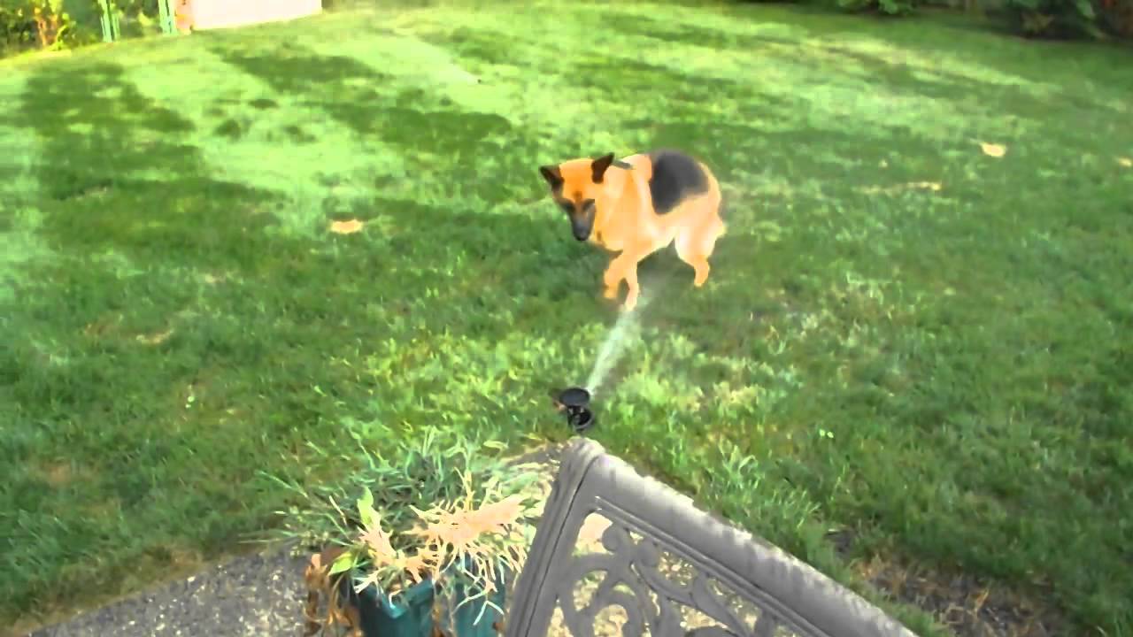Youtube Videos To Keep Dogs Entertained Youtube Videos To Keep Dogs Entertained