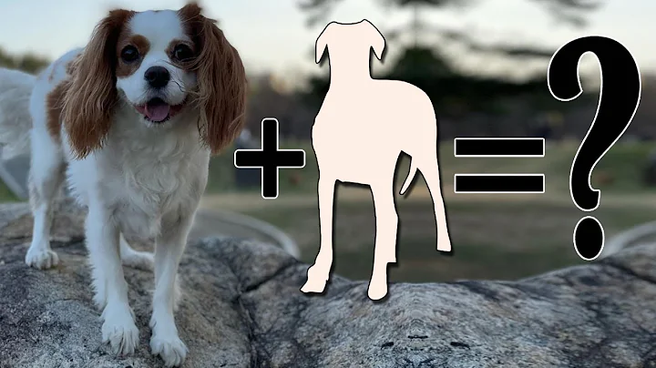 Top 10 Cavalier King Charles Spaniel Mixes