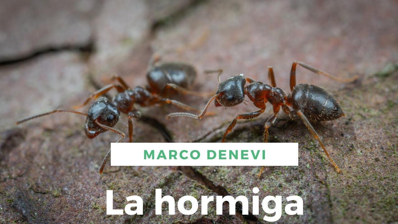 La hormiga de Marco Denevi - YouTube