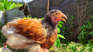 Un Dia en Mi Gallinero #16  Serpientes, Perdidas y Mucho Trabajo