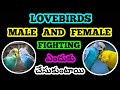 budgies male and female fighting ఎందుకు చేసుకుంటాయి || lovebirds male and female fighting