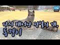 다시 태어난 전설의 개, 동경이 / YTN 사이언스