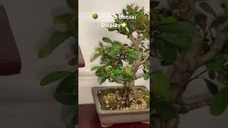 Shohin Bonsai Inspiration?? bonsai tree shohinbonsai japanesemaple