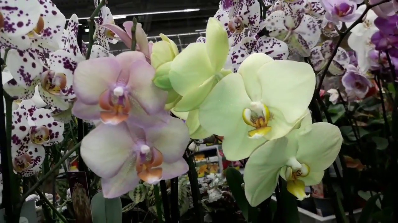 Орхидеи уценка. Фаленопсис касторама. Фаленопсис касторама орхидеи. Фаленопсис choice Exquisit. Флоревиль орхидеи.