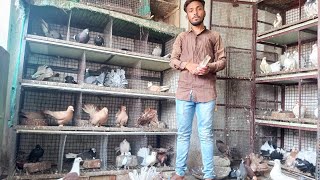 Pigeon in Khandwa || karan Bhai ke high flyer || fancy pigeon || P2
