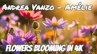 Andrea Vanzo - Amelie 1 hour loop with Flowers Blooming in 4k