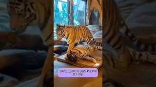 Tiger Shoves Tiger Out Of The Way To Sleep, Lol