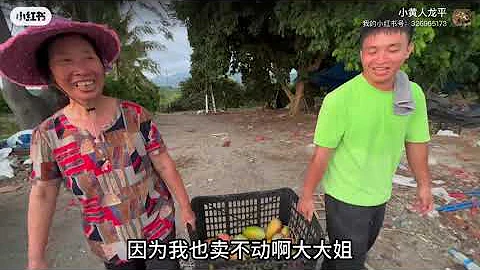 贵妃芒果滞销，果农眼神无奈，龙平该怎么办？ - 天天要闻