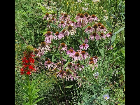 Video: Što je čipkasta Phacelia: saznajte više o uzgoju ljubičastog divljeg cvijeta tansy