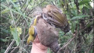 Suara pikat Mp3 burung buat kepo burung lain terbaru 2021 silahkan dicoba