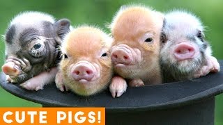New Ultimate Cute Mini Pigs \& Micro Pigs Compilation 2018 | Try Not to Laugh Funny Pet Videos FPV