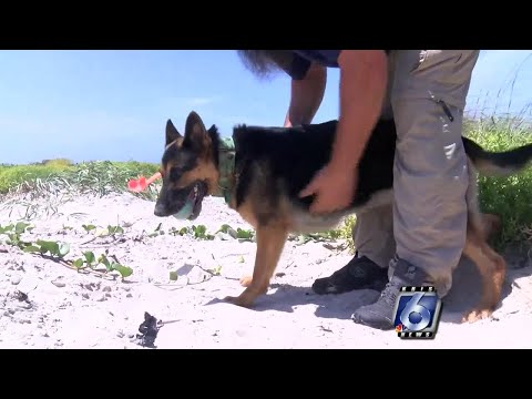 Videó: Pet Scoop: 200 000+ teknősbogár Brazíliában, az ember 15 kutya segítségével javasolja