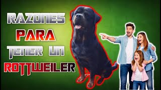 5 Razones para Tener un Rottweiler ✅