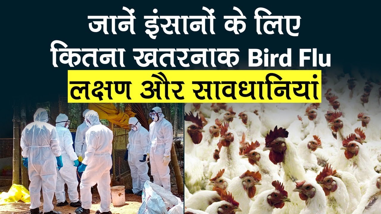Bird Flu Update How dangerous is the bird flu for humans, what are its