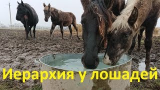 Об иерархии у лошадей