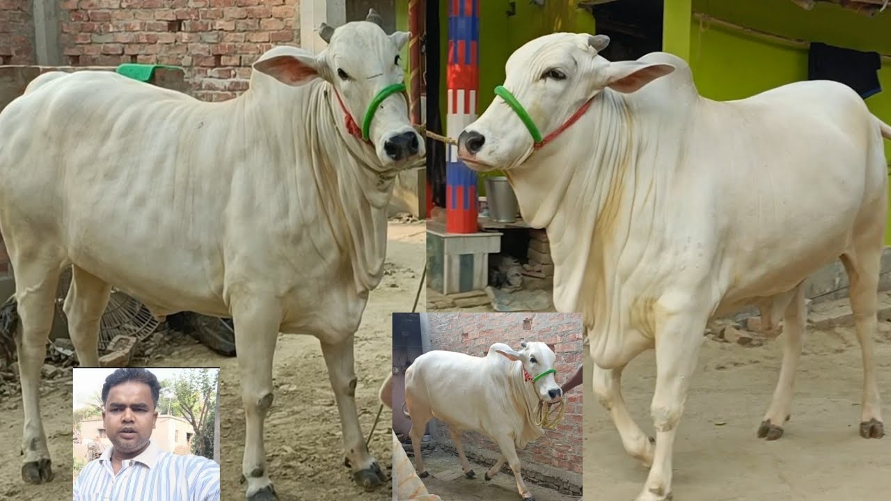 +917872603960 ||LOCAL BARIR SUNDOR BACHI ||TRENDING VIRAL BEAUTIFUL COWS SALE