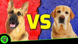 German Shepherd vs Labrador Retriever: Which Is Better? Dog vs Dog