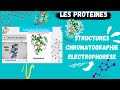  proteins structures techniques de sparation chromatography electroporesis   