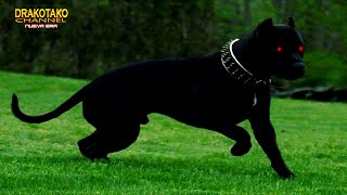 TOP 10 PERROS GUARDIANES MÁS PELIGROSOS DEL MUNDO || 3ª Parte ||