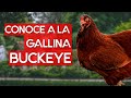 Gallina Buckeye 🐔 la raza de gallina cazadora de roedores