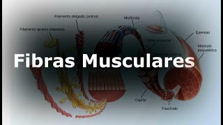 Fibras Musculares I Generalidades I Anatomía I Tipos de Fibras Fibras Musculares I Generalidades I Anatomía I Tipos de Fibras