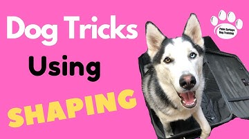 Learn How To Teach The Coolest Dog Tricks Using Shaping - Professional Dog Training Tips