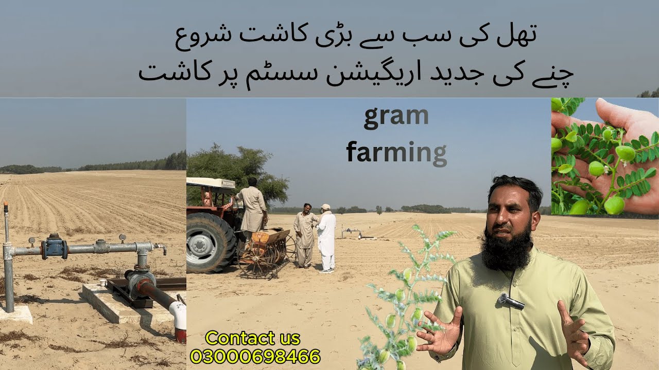 chanay ki kasht rain gun ke zariay.چنے کی جدید  اریگیشن سسٹم پر کاشت  