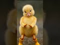 Welcome to Duck AI World 🦆Enjoy cute duck music funny duck dance videos, relaxing like and subscribe