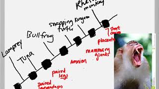 bio 11-7-17 cladogram construction
