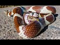 Darum verschlucken Schlangen andere Schlangen