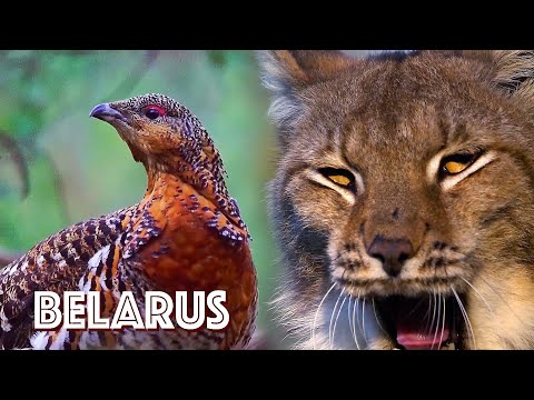 Видео: Беларусь - край дикой природы | Film Studio Aves